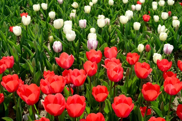 Helle Tulpen Frühlingslandschaft — Stockfoto