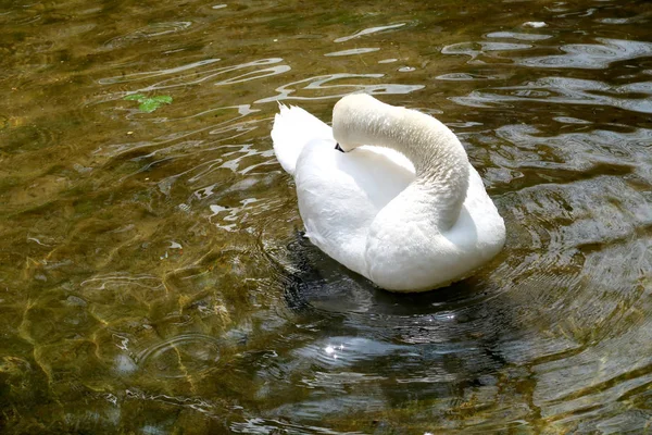 Cisne Branco Limpo Água — Fotografia de Stock