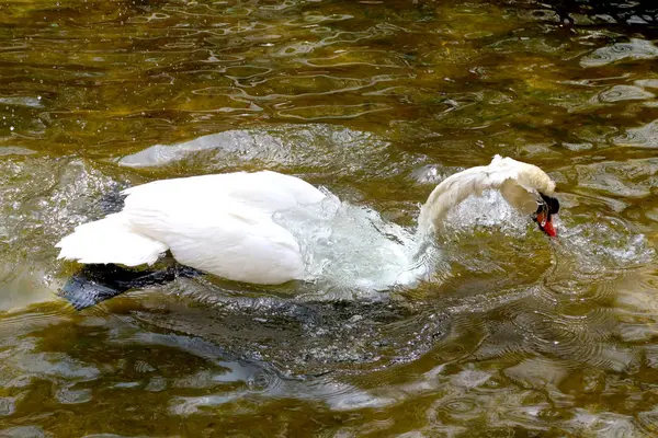 Weißer Schwan Auf Einem Teich — Stockfoto