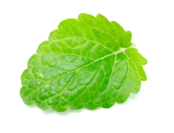 Green Mint Leaves White Background — Stock Photo, Image