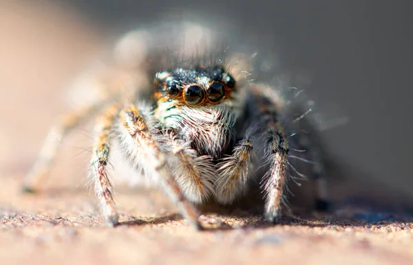 Spider Vicino Macro Fauna Selvatica — Foto Stock