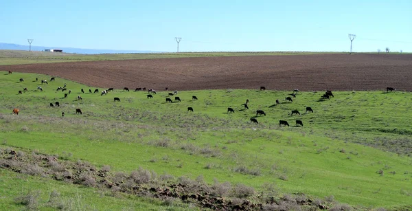 Корови Зеленому Луговому Весняному Пейзажі — стокове фото