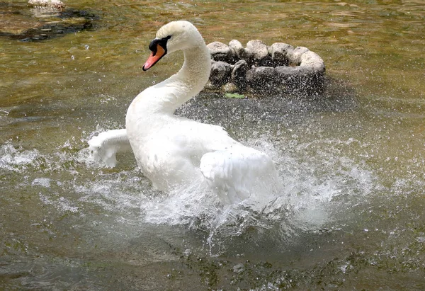Beyaz Kuğu suya temizlenir