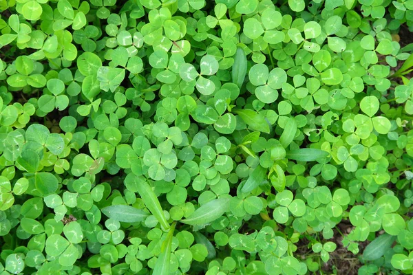 Leuchtend Grüner Klee Hintergrund — Stockfoto