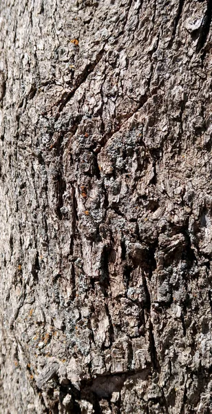 Ağaç kabuğu arkaplan dokusu