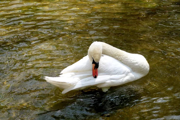 Cisne Blanco Estanque —  Fotos de Stock