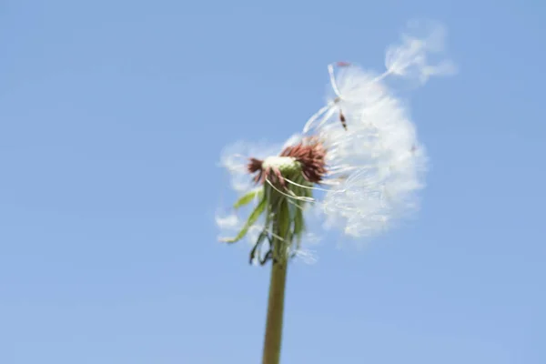 Löwenzahn Weiß Gegen Den Himmel — Stockfoto