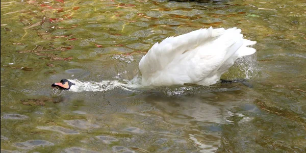 白い白鳥を水で洗浄します — ストック写真