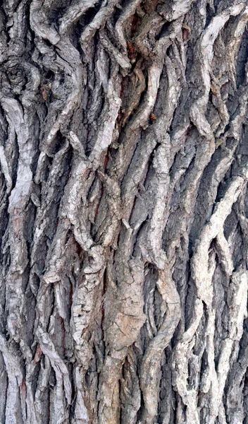 Bir Ağaç Doku Gri Barka — Stok fotoğraf