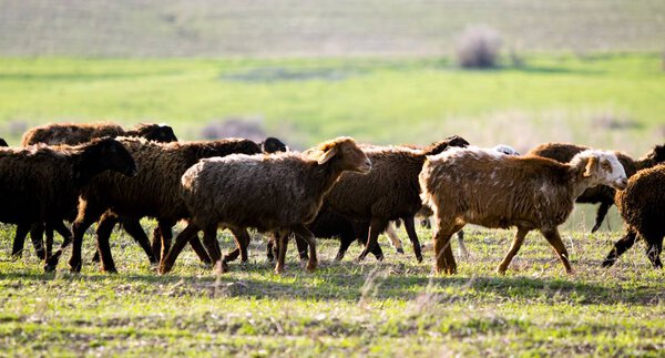 Стадо овец на зеленом поле
