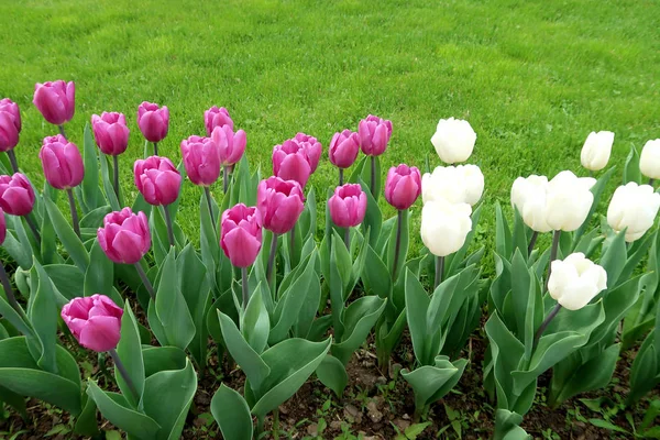 Mor laleler, yeşil çim