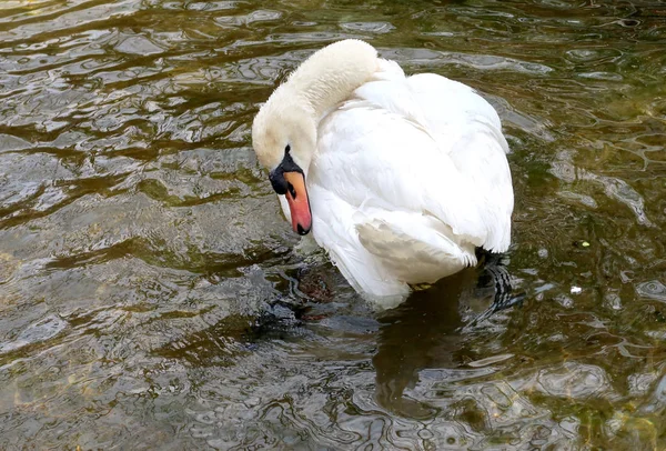 White Swan Cleaned Water — Stock Photo, Image