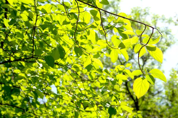 Gökyüzüne aşağıdan görünümünde ağaçlarının dalları