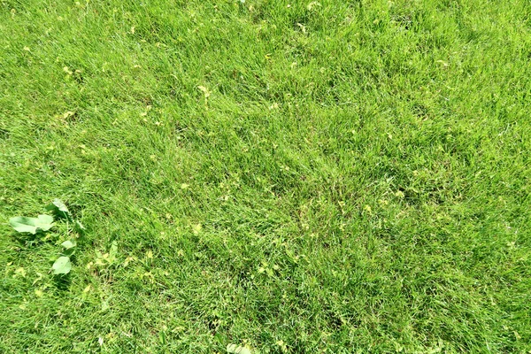 Çim yeşil çim arka plan
