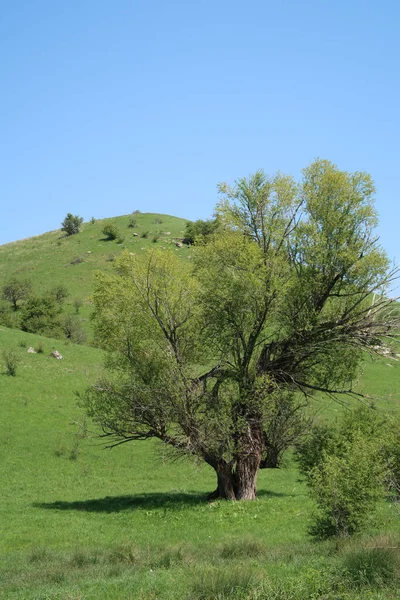Yeşil tepeler tepeler bahar