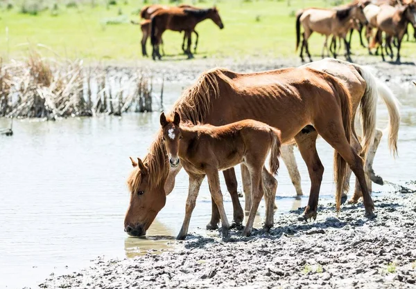 Pferdeherde Einer Tränke Fluss Quelle — Stockfoto