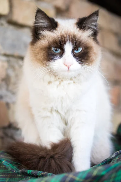 猫のクローズ アップの肖像画 — ストック写真