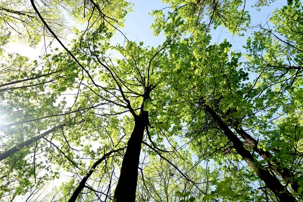 Gökyüzüne aşağıdan görünümünde ağaçlarının dalları