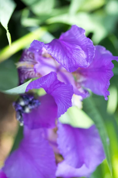 キンギョソウの紫色の花 — ストック写真