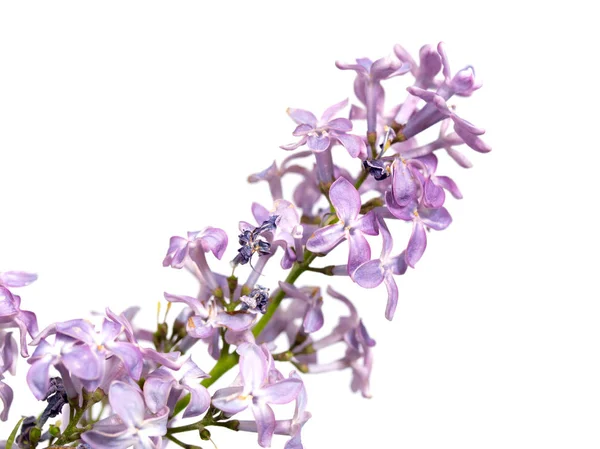 Kwiaty Lilii Białym Tle — Zdjęcie stockowe