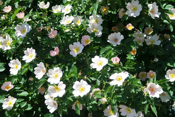 Blommor Dogrose Våren Landskap — Stockfoto