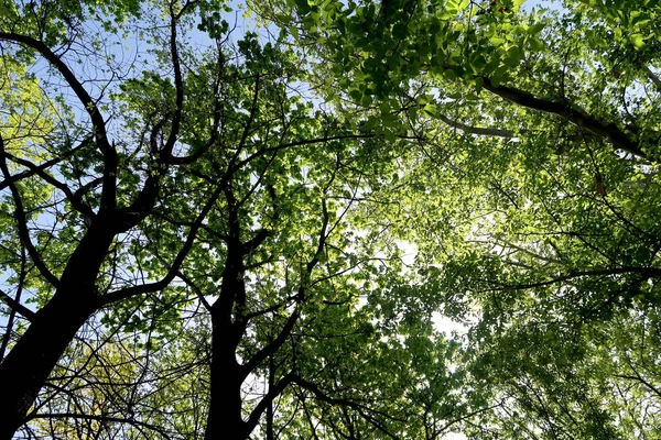 Gökyüzüne aşağıdan görünümünde ağaçlarının dalları