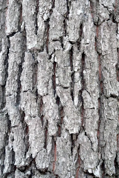 Bir ağaç doku gri Barka