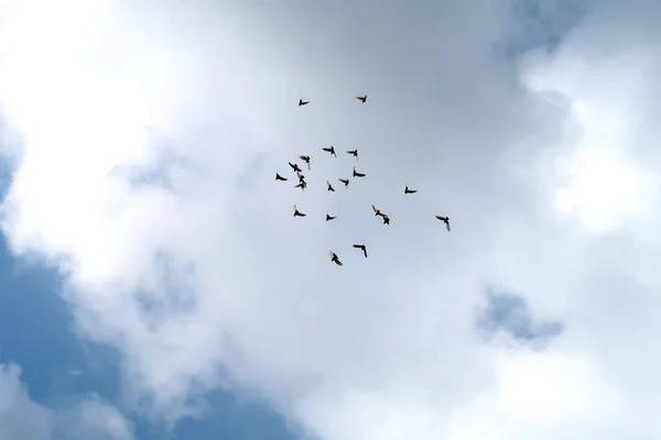 Bir Sürü Güvercin Gökyüzüne Yüksek — Stok fotoğraf