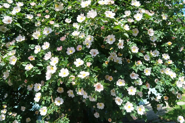 Dogrose bahar peyzaj çiçek