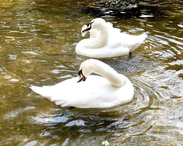 Cigno Bianco Viene Pulito Acqua — Foto Stock