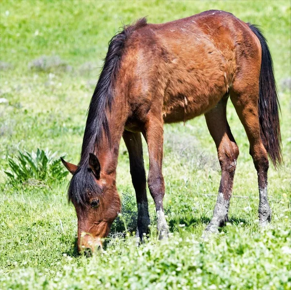 Cavalo Prado Primavera — Fotografia de Stock