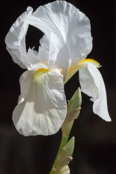 Antirrhinum Majus Fiore Bianco — Foto Stock