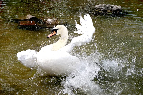 Cigno Bianco Uno Stagno — Foto Stock