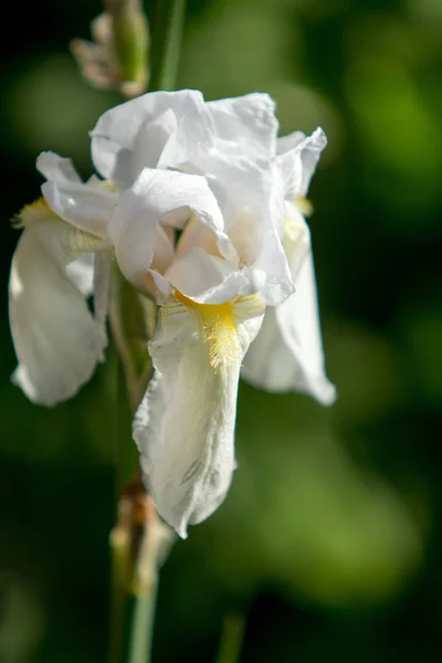 Antirrhinum Majus Flower White — Stock Photo, Image