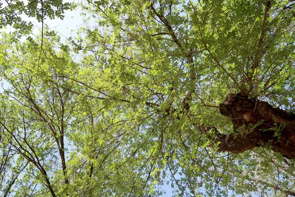 Ramas Árboles Vista Desde Abajo Hacia Cielo — Foto de Stock