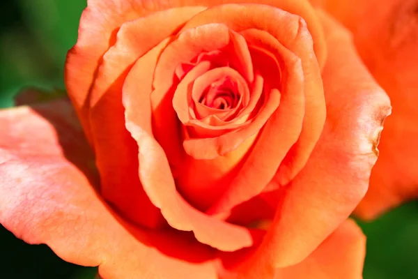 Fleurs Oranges Roses Dans Nature — Photo