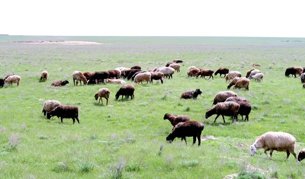 Flock Sheep Green Field — Stock Photo, Image