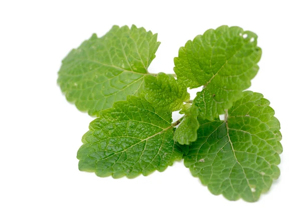 Green Mint Leaves White Background — Stock Photo, Image