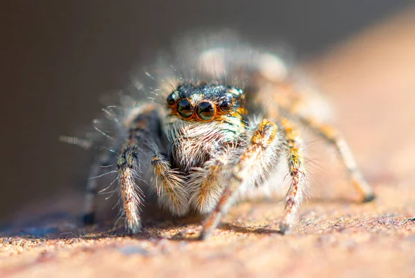 Aranha Perto Vida Selvagem Macro — Fotografia de Stock