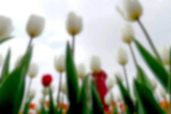 Spring Landscape Flowers Tulips — Stock Photo, Image