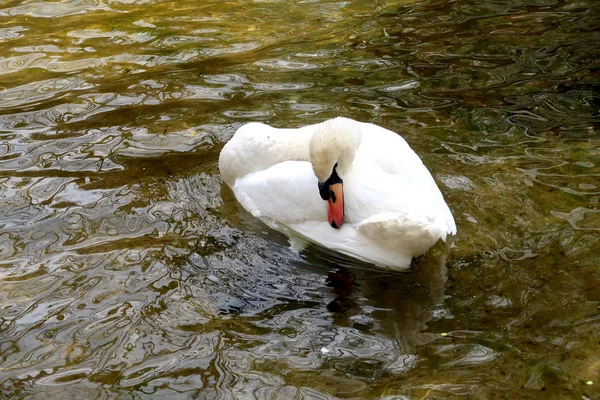 Cygne Blanc Est Nettoyé Dans Eau — Photo