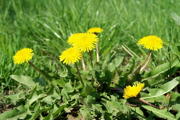 Żółte Kwiaty Mniszek Naturalnego Tła — Zdjęcie stockowe