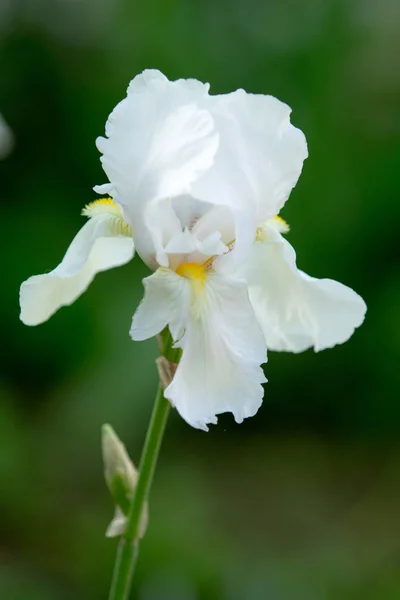 Antirrhinum Majus Flower White — Stock Photo, Image