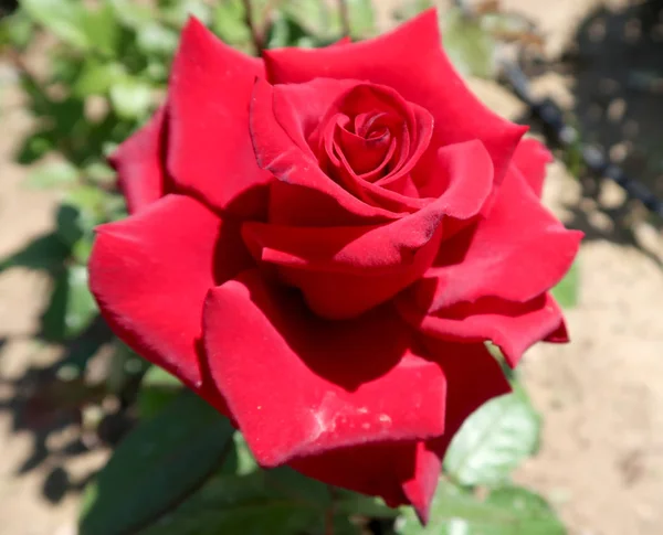 Rosa Roja Que Crece Primavera — Foto de Stock