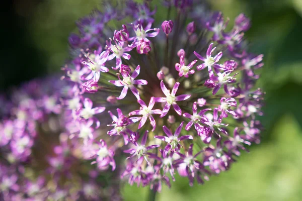 Primer Plano Flor Ajo Púrpura — Foto de Stock