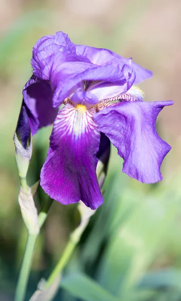 Iris Fleurs Dans Nature — Photo