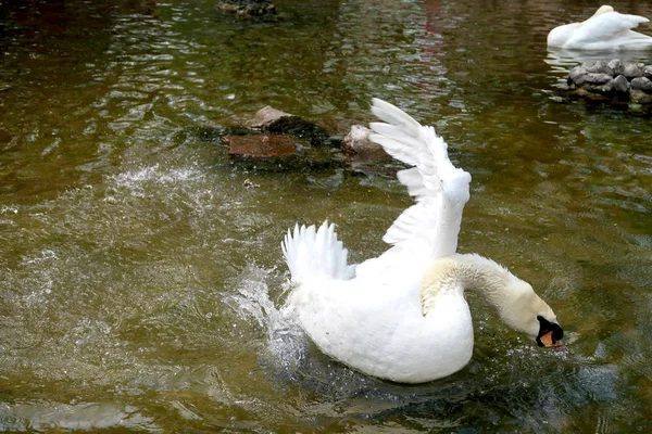 Cisne Blanco Estanque — Foto de Stock