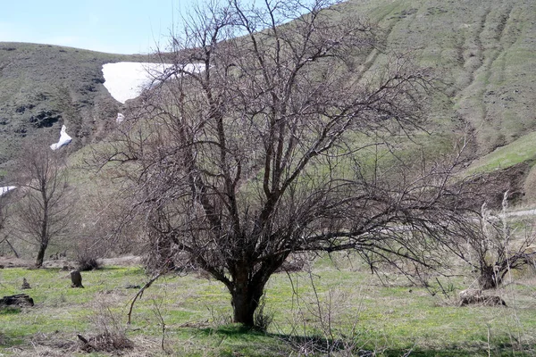Dağlar taşlar, hills, çayırlar, bahar manzara