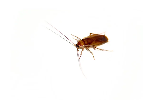 Cockroach White Background — Stock Photo, Image