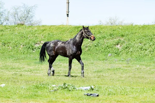 Dark Horse Groen Gras — Stockfoto